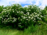 Elder shrub