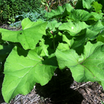 burdock plant