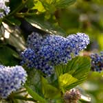 ceanothus flower