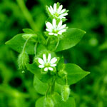 chickweed flowers