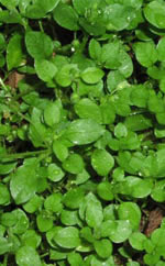 patch of chickweed