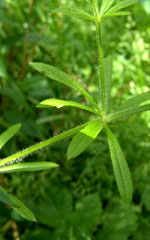 cleavers close up