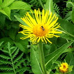 elecampane flower closeup