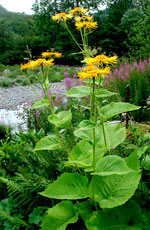 elecampane flower