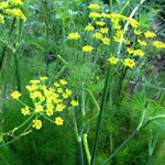 flowering fennel