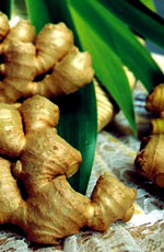 ginger with leaves