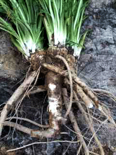 horseradish freshly dug