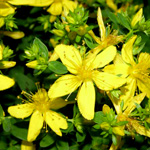 st johnswort flowers