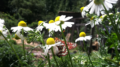 chamomile from below